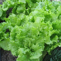Black Seeded Simpson Lettuce Seeds - Bulk Loose Leaf Heirloom Salad Greens - Lactuca sativa