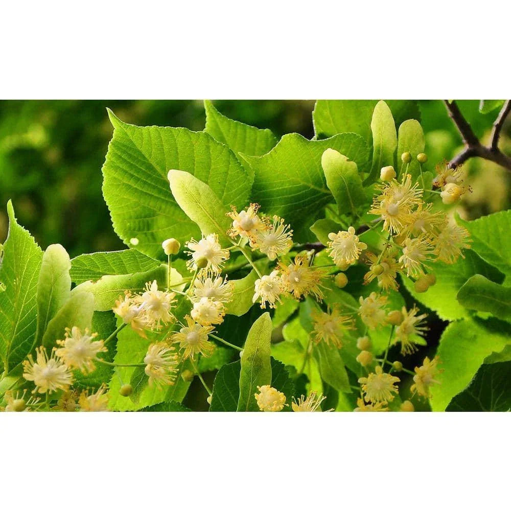 Bare Root Littleleaf Linden Tree Tilia cordata for Landscaping, Urban Shade, Pollinator-Friendly