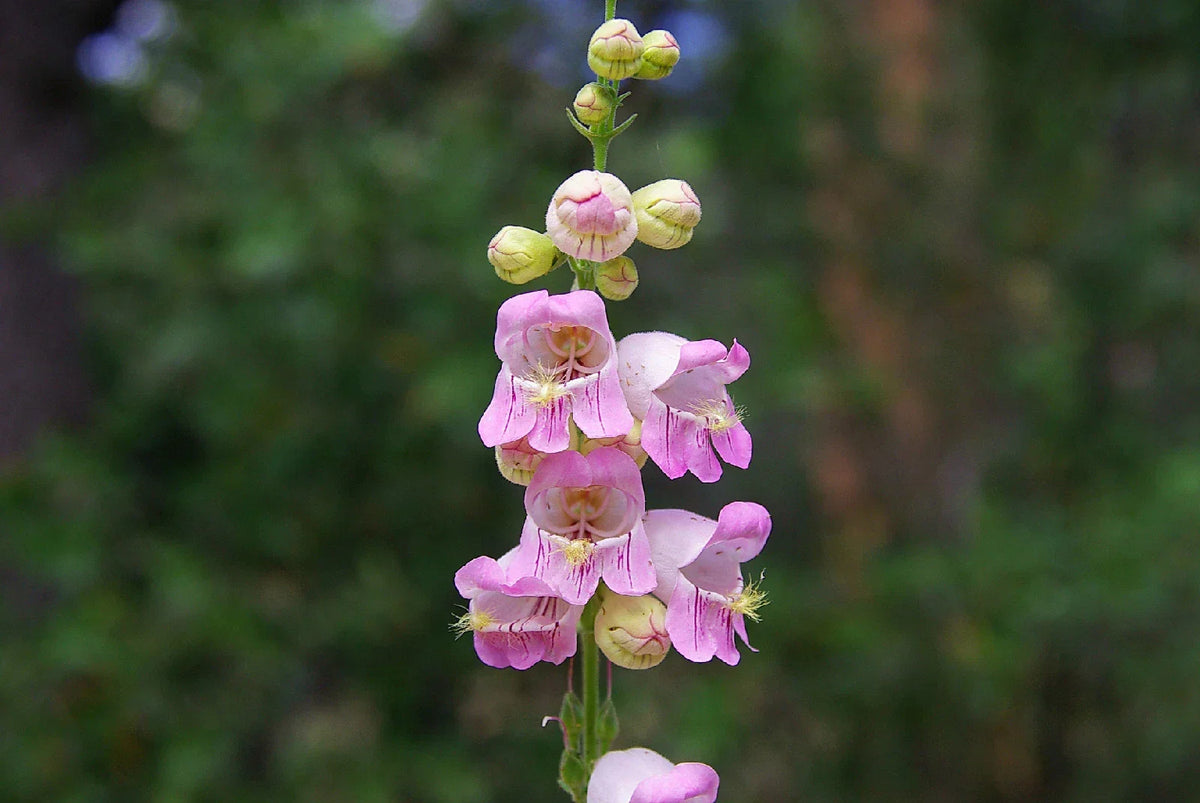 Penstemon Palmer Pink Perennial Flower Seeds, 120 Seeds, Butterfly & Hummingbird Attracting, Easy to Grow, Garden Borders & Containers