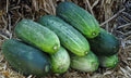 Organic Heirloom Spacemaster 80 Cucumber Seeds - Non-GMO, Compact Bush Variety for Container Gardening