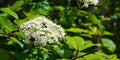 Black Haw Viburnum Shrub - Viburnum prunifolium Native Hardy Perennial