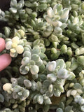 Rare Echeveria Cuttings 4” Cotyledon Pendens Variegata - Variegated Succulent Plant