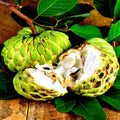 Organic Sugar Apple Seeds - Annona squamosa Fruit Tree for Tropical Gardens, Small to Medium Tree, Non-GMO, Easy to Grow