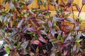 Purple Scimitars Plant - Starter Indoor Houseplant - Tradescantia Elongata - Low Maintenance, Purple Foliage