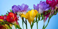 Freesia Flower Bulbs 10 Pack - Fragrant Mixed Colors - Freesia spp.
