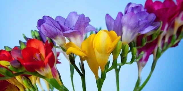 Freesia Flower Bulbs 10 Pack - Fragrant Mixed Colors - Freesia spp.