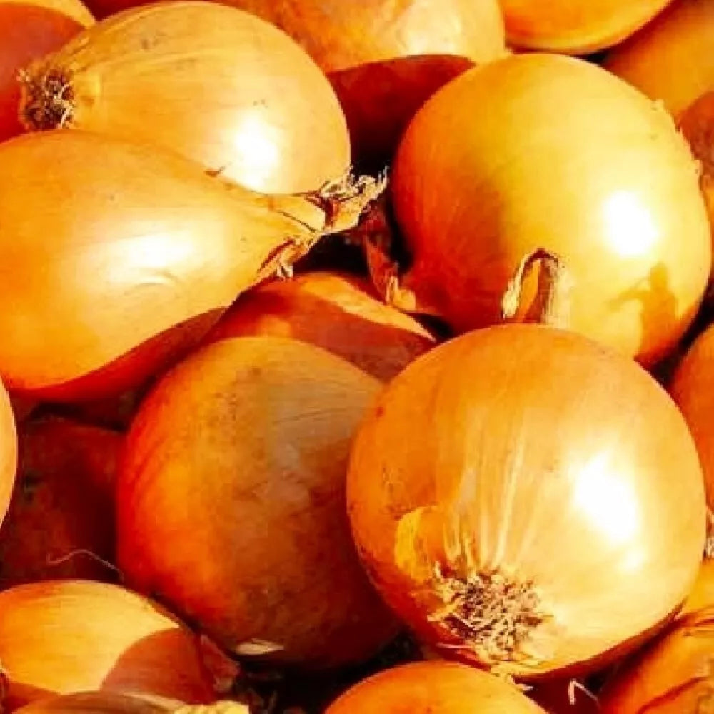 Utah Yellow Sweet Spanish Onion Seeds | Heirloom Non-GMO Vegetable Garden Seeds | Allium cepa Bulb-Forming
