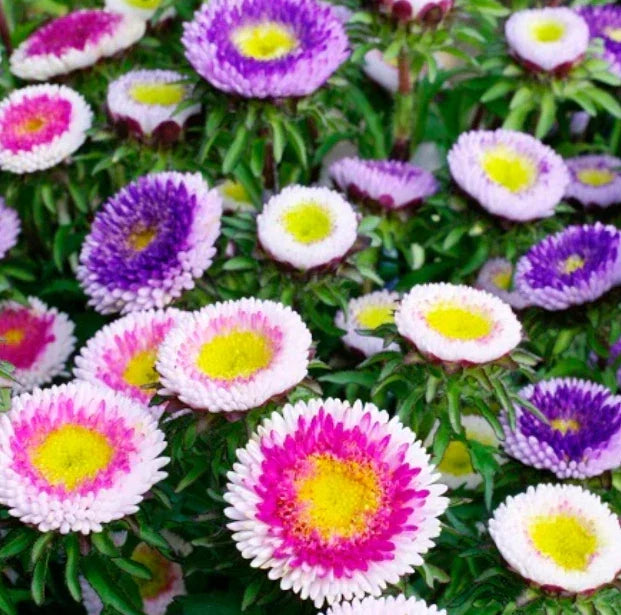 Aster Seeds 200 Count HI-NO-MARU Mix Pompon Non-GMO Annual Pollinator Cut Flowers (Aster amellus)