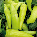 Hungarian Wax Sweet Pepper Seeds – 50+ Non-GMO Capsicum annuum for Home Garden, Container, Yellow-Red Veggies