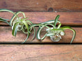 Variegated Bonnie Curly Spider Plant Cuttings – 2 Live Chlorophytum Comosum Baby Plants for Indoor Gardening