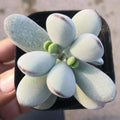 Cotyledon Orbiculata CV Succulent Plant in 2" Pot | Indoor Rooted Succulent