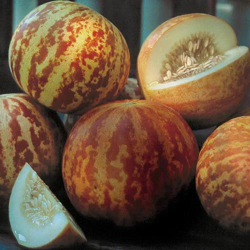 Tigger Melon Seeds - Heirloom Non-GMO Cucumis melo Vining Fruit Seeds - Free Shipping