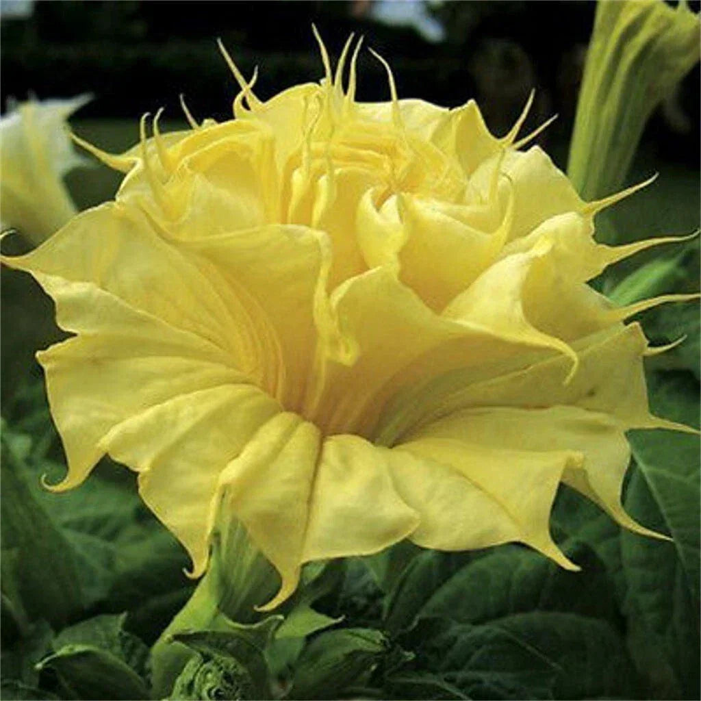 Golden Queen Angel Trumpet Seeds - Bright Yellow Flowers - Brugmansia suaveolens - Tropical Garden Plant Seeds