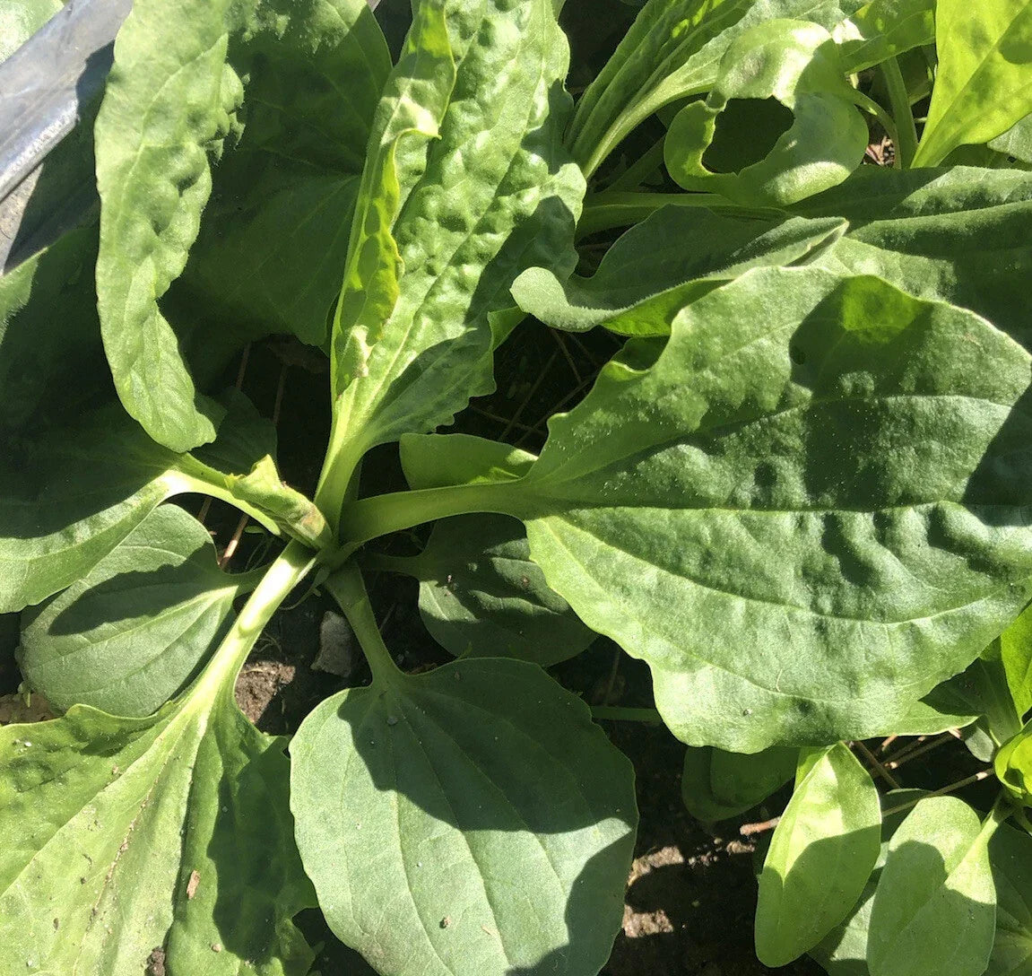 Plantago Major Bare Root Plants – Broadleaf Plantain, Perennial, 5 Live Plants for Gardening