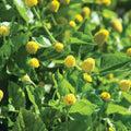 Paracress Seeds 500 Count - Toothache Plant Medicinal Herb Spilanthes acmella for Culinary & Herbal Use