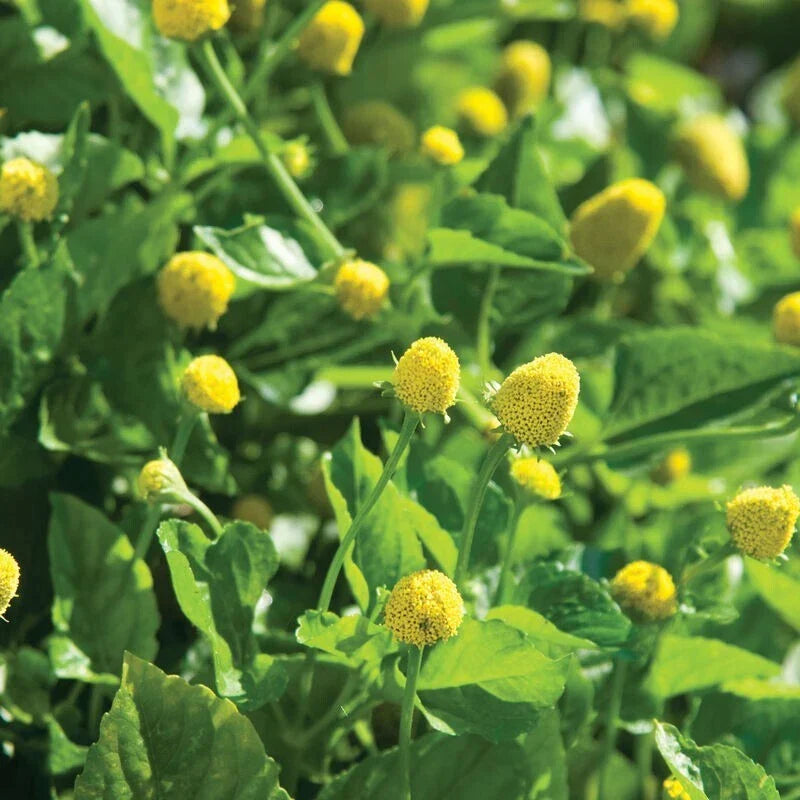 Paracress Seeds 500 Count - Toothache Plant Medicinal Herb Spilanthes acmella for Culinary & Herbal Use