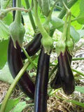 Eggplant Seeds 500 Count Long Purple Heirloom Non-GMO Solanum melongena Garden Seeds