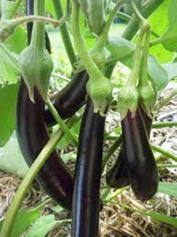 Eggplant Seeds 500 Count Long Purple Heirloom Non-GMO Solanum melongena Garden Seeds