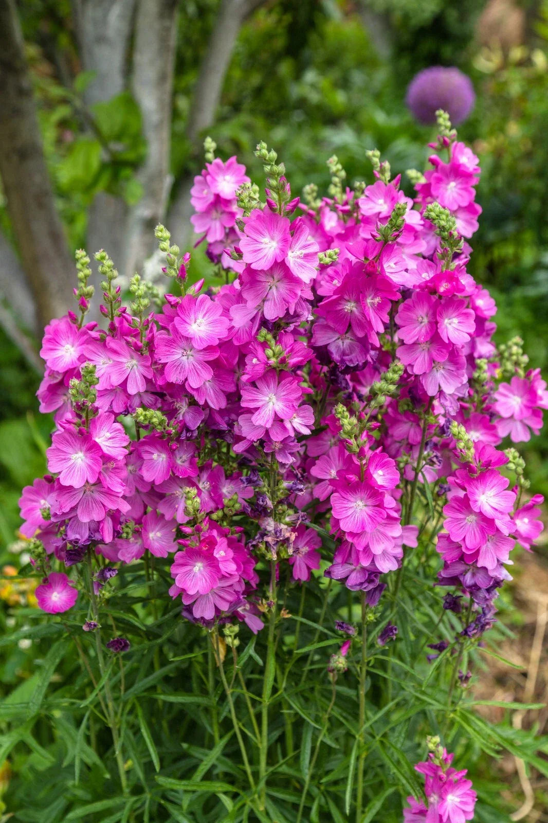 Pretty Pink Sidalcea Seeds, 150 Count, Miniature Hollyhock, Sidalcea malviflora, Easy to Grow Perennial for Gardens