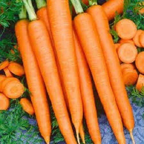 Organic Tendersweet Carrot Seeds - Heirloom Daucus carota Subsp. sativus, Tender, Sweet, Non-GMO, Vegetable Seeds