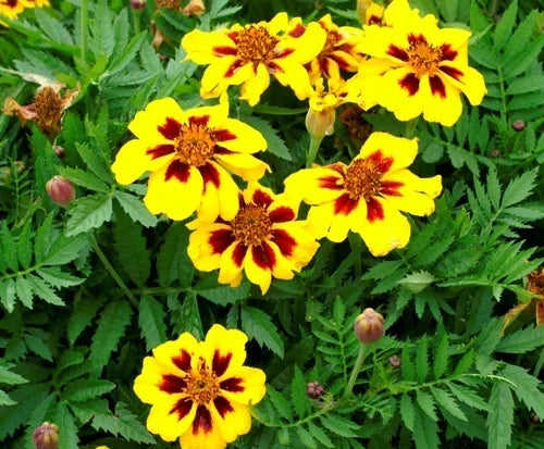 French Marigold Seeds - Dainty Marietta Dwarf Tagetes patula - 75 Pack, Garden Flower, Pollinator Attractant, Easy to Grow, USA Shipping