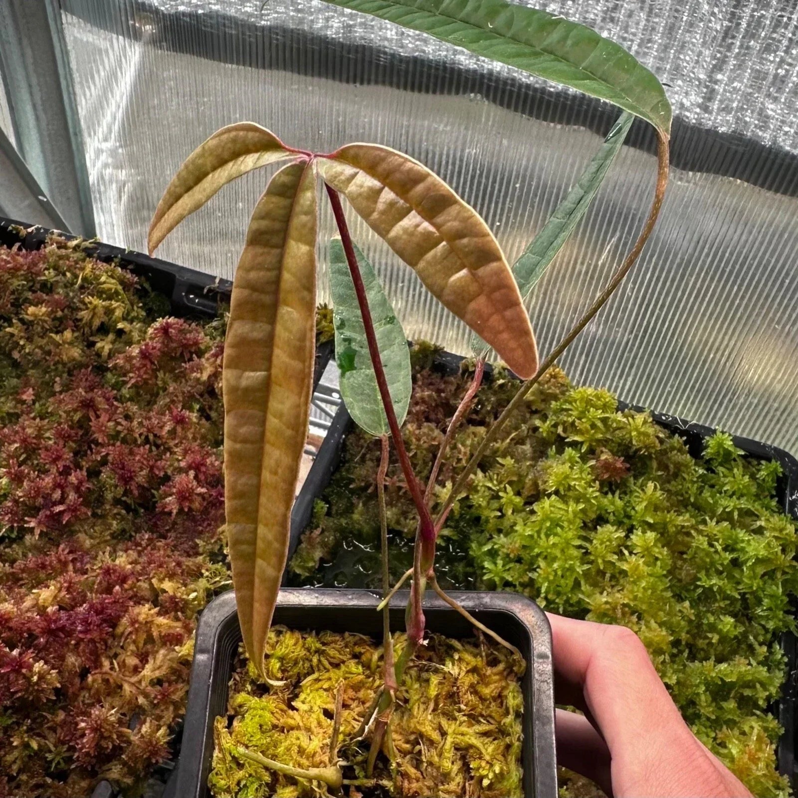 Anthurium Cutucuense Stem Cutting - Rooted Ecuadorian Aroid Houseplant - Tropical Indoor Plant for Decor