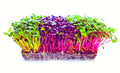 Microgreens Seeds Trio Pack - Alfalfa, Radish, Red Amaranth - 600 Seeds for Indoor Gardening and Home Growing