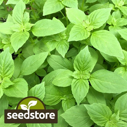 Lemon Basil Seeds | Heirloom Non-GMO Culinary Herb | Ocimum basilicum 'Citriodorum' | Indoor & Outdoor Gardening
