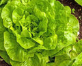 Buttercrunch Lettuce Seeds – Non-GMO Heirloom Lactuca sativa for Home Gardening & Vegetable Gardens, 500+ Seeds