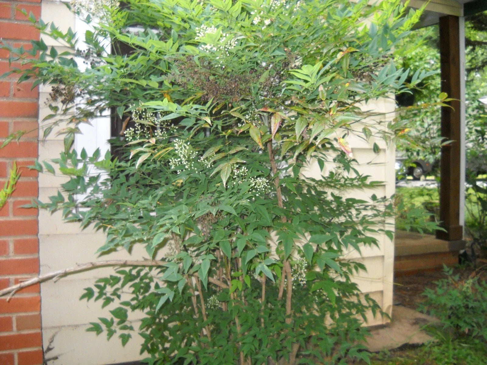 Evergreen Nandina Heavenly Bamboo Shrub - Rooted 1-Gallon Container, Ornamental Bush, Hardy Nandina domestica Plant
