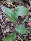 Sarsaparilla Vine Live Rooted 5-Pack Climbing Native Smilax spp. for Woodland Gardens