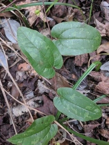 Sarsaparilla Vine Live Rooted 5-Pack Climbing Native Smilax spp. for Woodland Gardens
