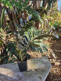 XXL Black Raven ZZ Plant in 6" Pot | Zamiifolia Zamioculcas Indoor Houseplant, 31" Tall, Low Maintenance, Air Purifying