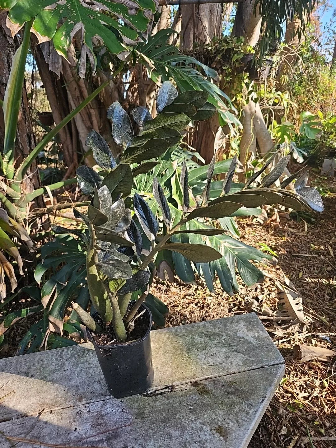 XXL Black Raven ZZ Plant in 6" Pot | Zamiifolia Zamioculcas Indoor Houseplant, 31" Tall, Low Maintenance, Air Purifying