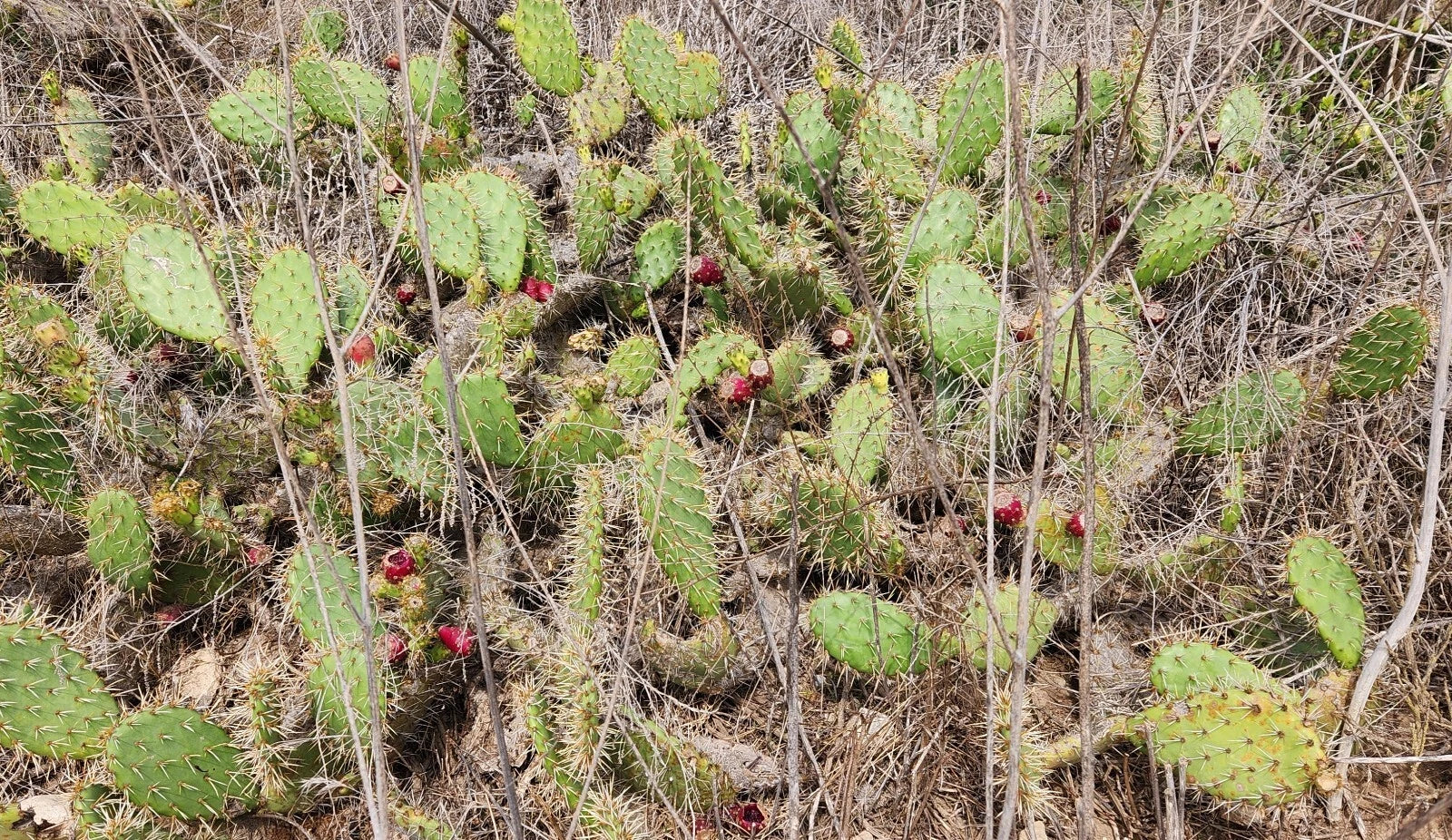 Coastal Prickly Pear Cactus Pad Cutting – Opuntia Littoralis – Native Californian Succulent for Garden, Xeriscape & Container Planting