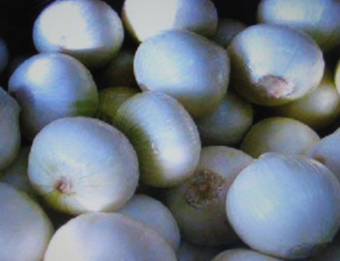 White Sweet Spanish Onion Seeds - Allium cepa - 100 Seeds for Growing Sweet Onions at Home