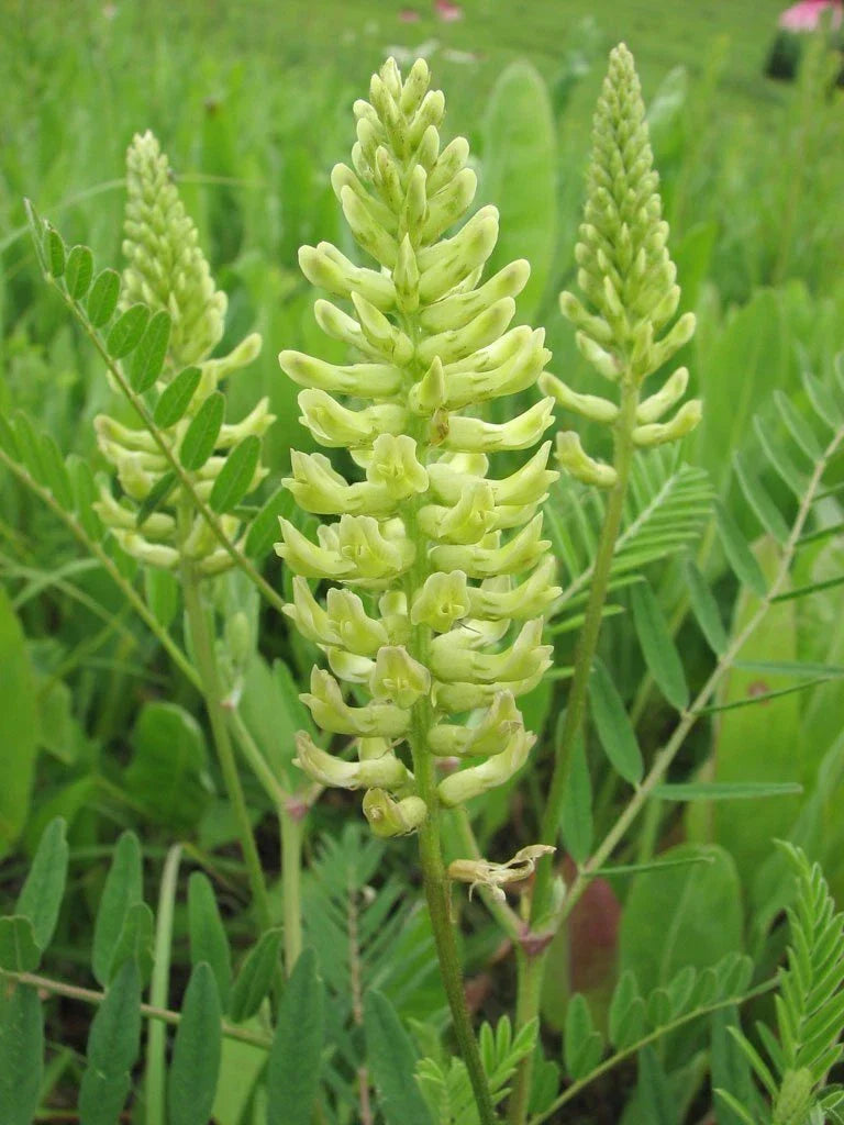 Canada Milk Vetch Seeds - Astragalus Canadensis - Native Wildflower Seeds for Garden, Meadow, Prairie Planting