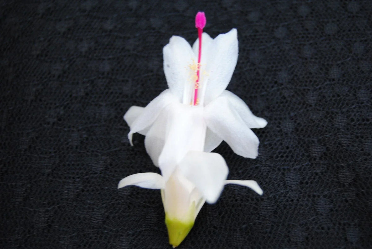 Christmas Cactus Starter Plant - Polar Dancer Schlumbergera truncata - Well-Rooted Small Indoor Plant for Holiday Decor