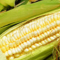 Pencil Cob Corn Seeds Heirloom Zea mays | Sweet Garden Seeds for Home Growing