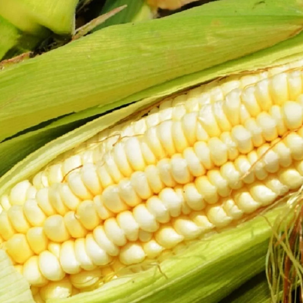 Pencil Cob Corn Seeds Heirloom Zea mays | Sweet Garden Seeds for Home Growing