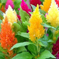 Celosia argentea Mixed Pampas Plume Seeds - Vibrant Cut & Dried Flowers, Non-GMO, 400 Seeds