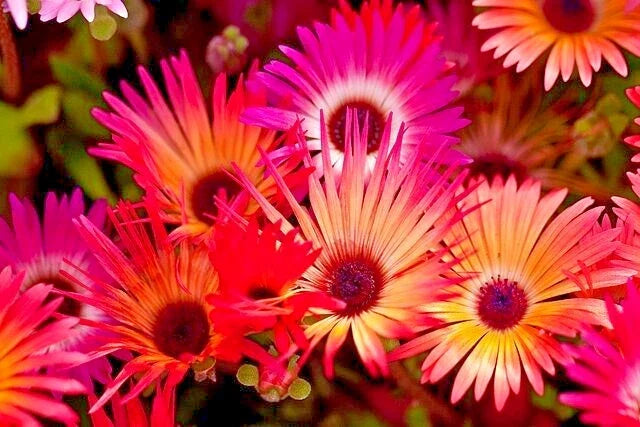 Ice Plant Seeds Mixed Colors 150 | Livingstone Daisy Mesembryanthemum Ground Cover Succulent