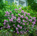 Live Old Fashion Lilac Plant – 16-24 Inch Bare Root Syringa vulgaris with Fragrant Purple Blooms