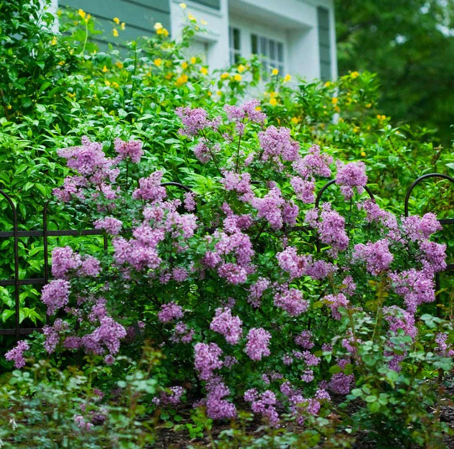 Live Old Fashion Lilac Plant – 16-24 Inch Bare Root Syringa vulgaris with Fragrant Purple Blooms