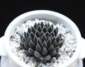 Rare Succulent Seeds Pack – Sinocrassula Yunnanensis – Drought-Resistant, Compact Rosette Plant, Indoor & Outdoor Gardening