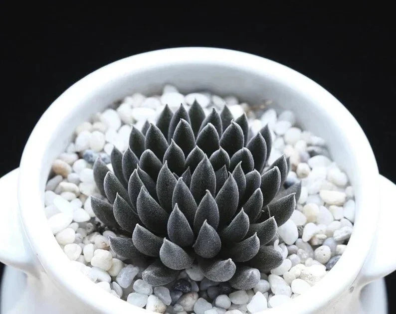 Rare Succulent Seeds Pack – Sinocrassula Yunnanensis – Drought-Resistant, Compact Rosette Plant, Indoor & Outdoor Gardening