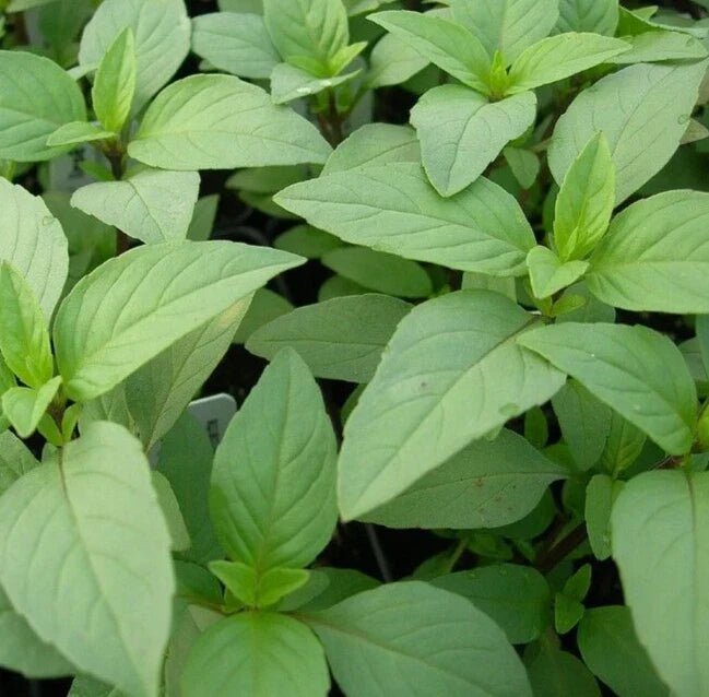 Lime Basil Seeds Pack – Over 600 Non-GMO Culinary Herb Seeds (Ocimum basilicum var. citriodorum)