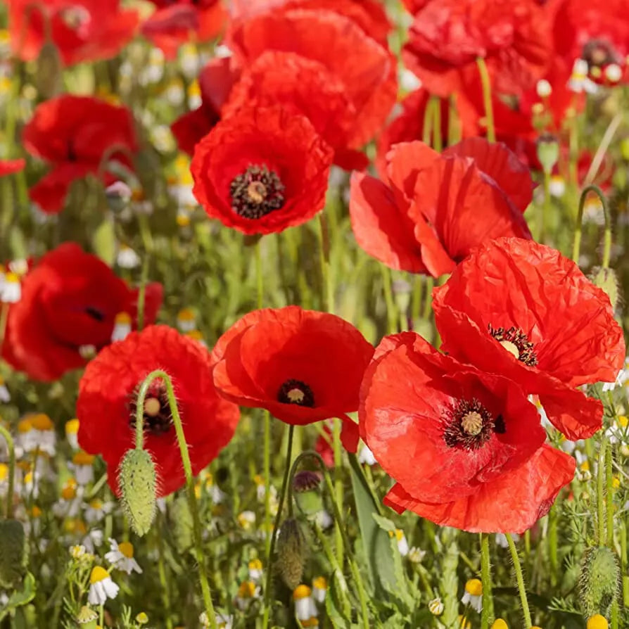 Poppy Seeds Shirley Red Packets – Papaver rhoeas Bright Red Blooms for Gardens & Wildflowers, 1910 Seeds, Ships Free with Any 15