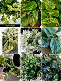 Pathos Plant Cuttings – Marble, Golden, N'Joy Varieties – No Roots – Epipremnum aureum Indoor Trailing Plants