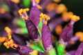 False Indigo Bush Seeds - Amorpha fruticosa Native Plant for Gardens & Landscaping - 100 Seeds